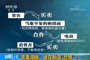 滯銷的4000萬斤蘋果與果農的無奈抉擇